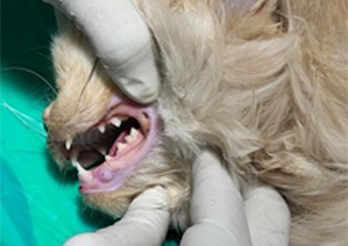 top veterinary dentists in visakhapatnam